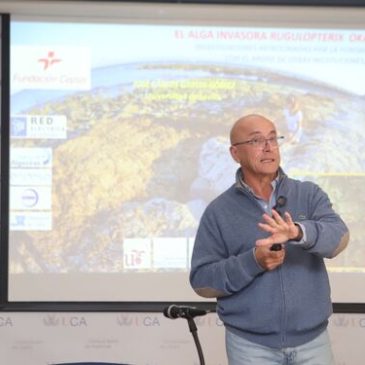 La flora marina del Estrecho comienza a adaptarse al alga invasora asiática